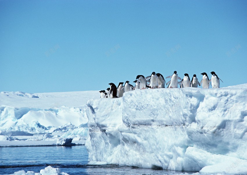 海底世界的水生物jpg_新图网 https://ixintu.com 海狮 海豹 企鹅 白企鹅 海水