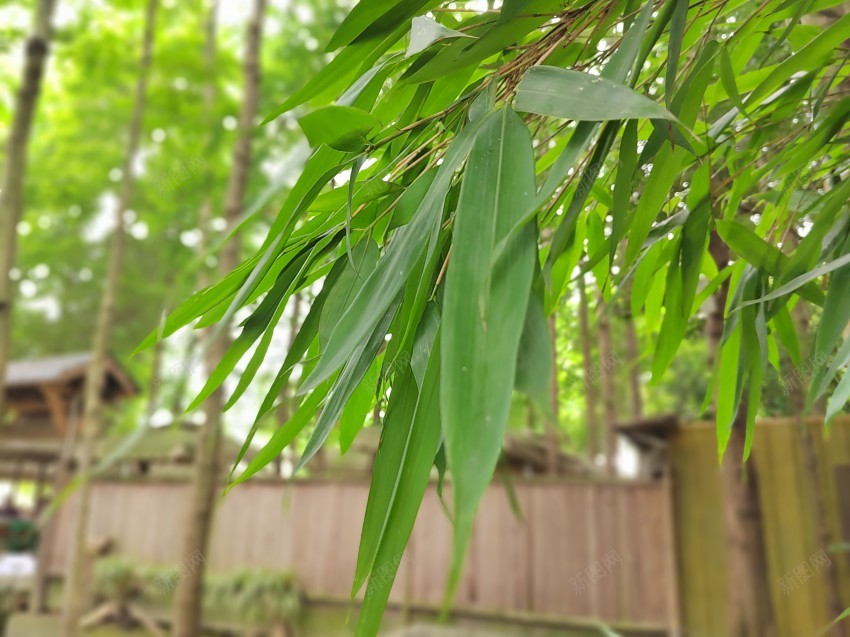 竹林jpg_新图网 https://ixintu.com 竹林 竹叶 摄影 平面 自然风景 旅游