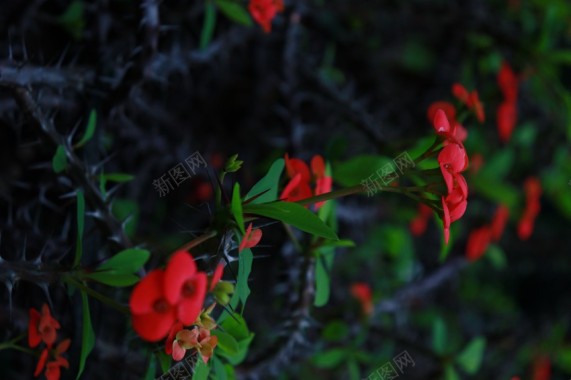 红色花朵摄影图片