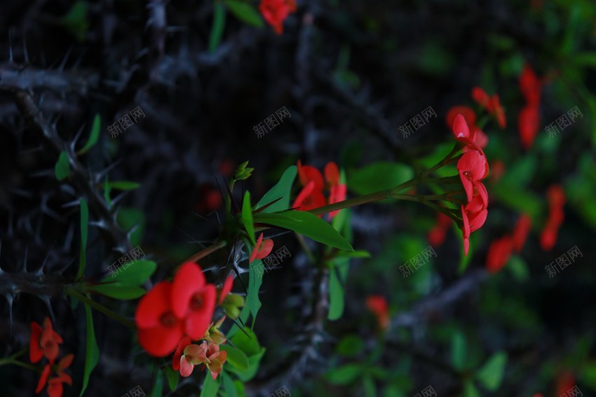 红色花朵jpg_新图网 https://ixintu.com 绿叶 花朵 摄影 治愈 暗黑