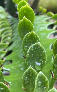绿色植物水珠摄影图片