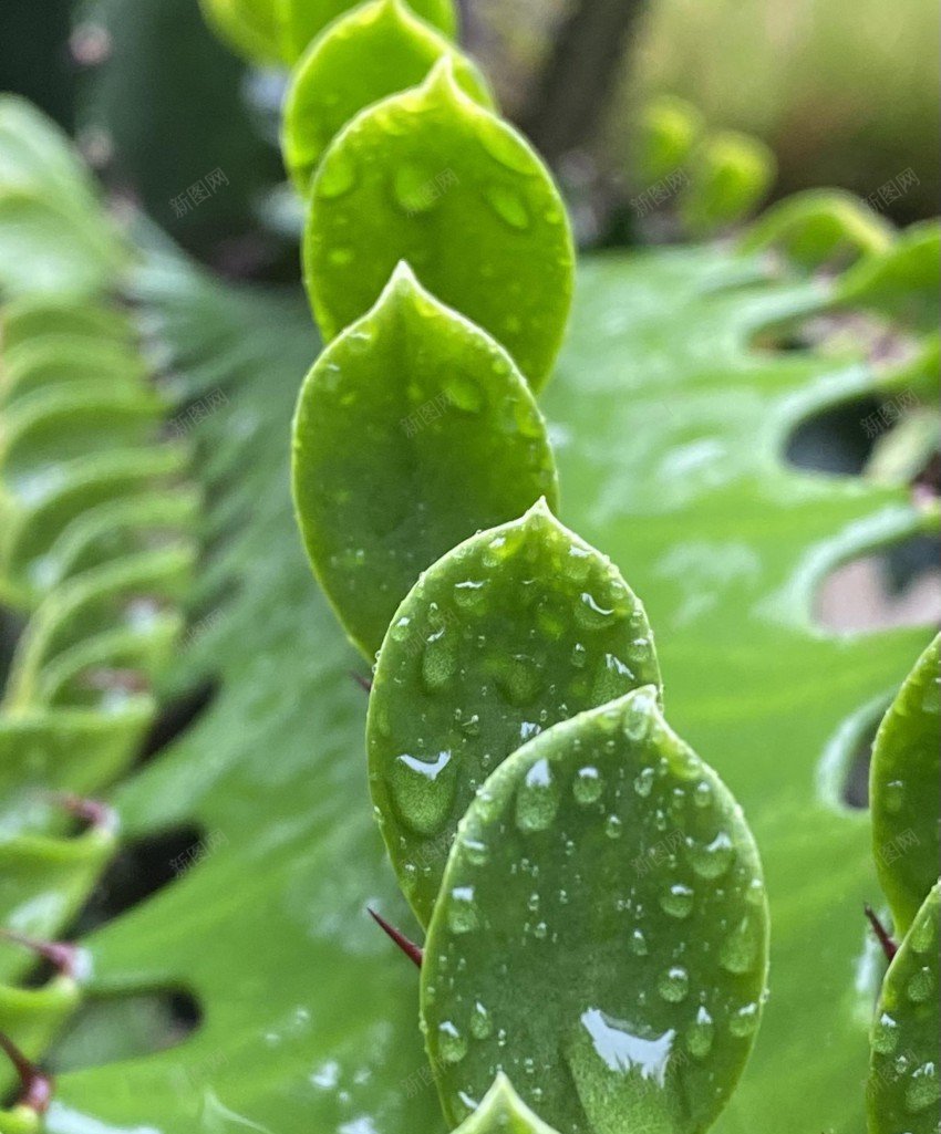 绿色植物水珠jpg_新图网 https://ixintu.com 植物 绿叶 水珠 露珠 摄影 背景 淘宝