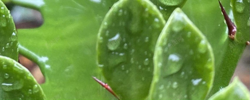 绿色植物水珠jpg_新图网 https://ixintu.com 植物 绿叶 水珠 露珠 摄影 背景 淘宝