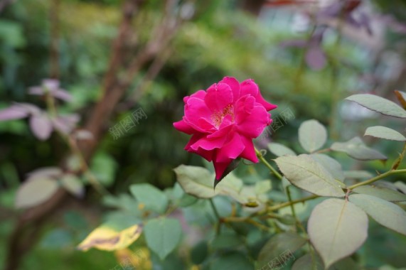 春天公园里的花草植物摄影图片