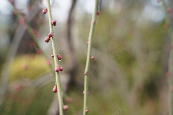 春天里的花草植物摄影图片