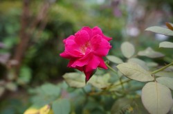 公园里春天公园里的花草植物高清图片