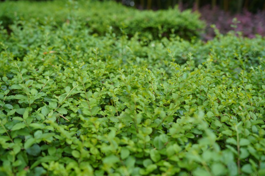 春天公园里的花草植物jpg_新图网 https://ixintu.com 春天 花草 植物 公园 绿色 红花 绿叶