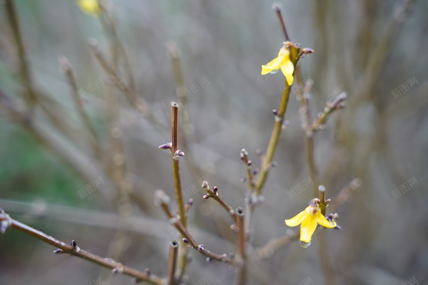 公园植物黄色小花jpg_新图网 https://ixintu.com 春天 花草 植物 公园 黄色 雨后