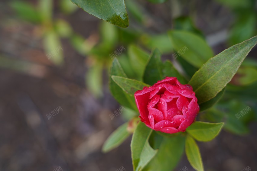 春天里的花草植物jpg_新图网 https://ixintu.com 公园 春天 植物 红花 绿叶 花草