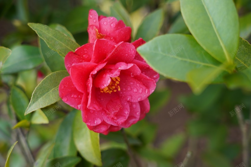 春天里的花草植物jpg_新图网 https://ixintu.com 春天 花草 植物 公园 绿色 红花 绿叶