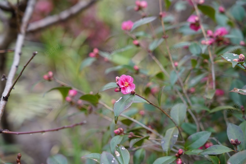 春天里的花草植物jpg_新图网 https://ixintu.com 春天 花草 植物 公园 绿色 红花 绿叶