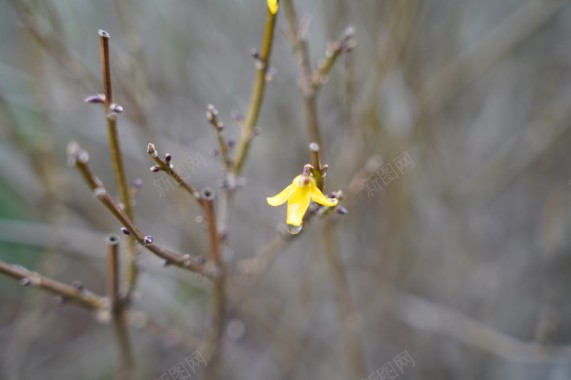 公园植物黄色小花摄影图片