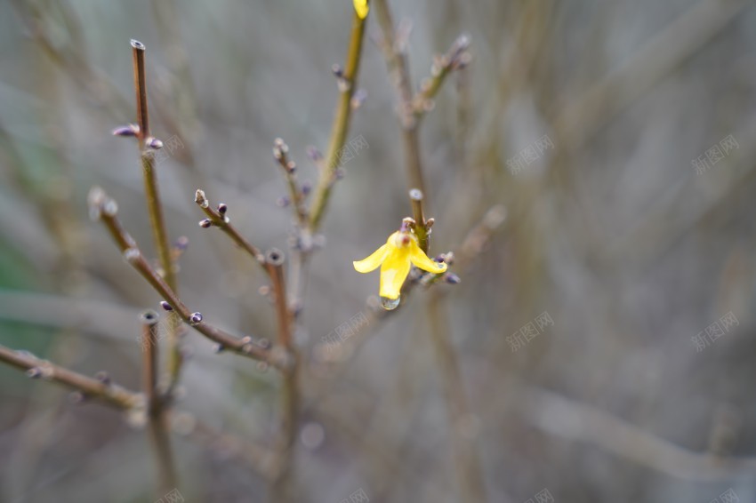 公园植物黄色小花jpg_新图网 https://ixintu.com 春天 花草 植物 公园 黄色 雨后