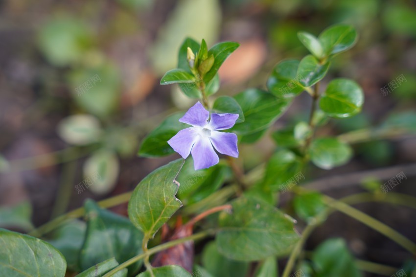 春天里的花草植物jpg_新图网 https://ixintu.com 公园 春天 植物 小花 绿叶 绿色 花草