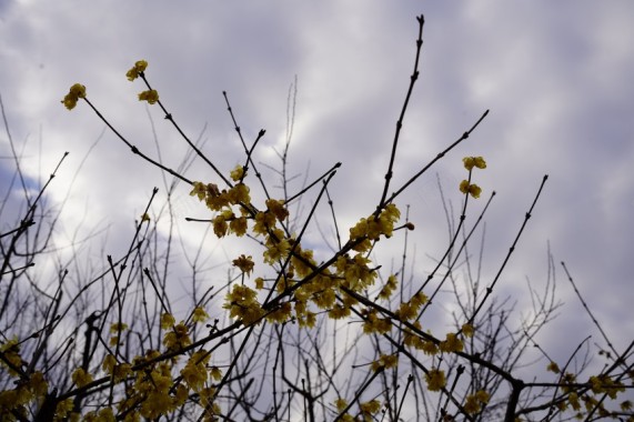 公园植物黄色小花摄影图片