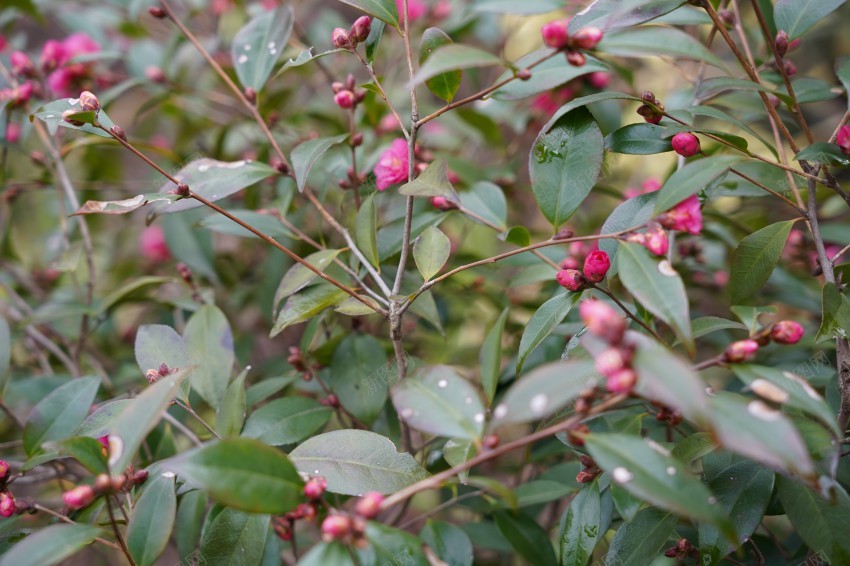 春天里的花草植物jpg_新图网 https://ixintu.com 春天 花草 植物 公园 绿色 红花 绿叶