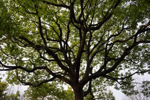 绿色植物树木结构摄影图片