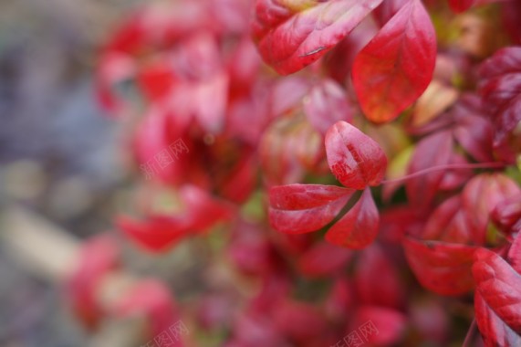 春天里的花草植物摄影图片