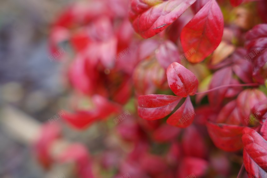 春天里的花草植物jpg_新图网 https://ixintu.com 春天 花草 植物 公园 绿色 红叶