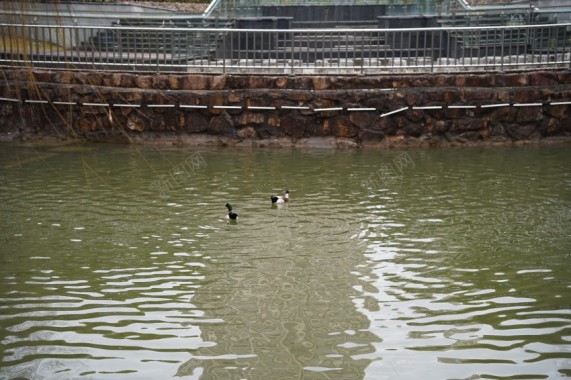 公园水面戏水鸭子摄影图片