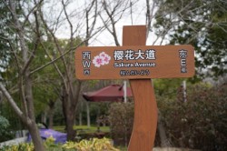 顾村公园顾村公园高清图片