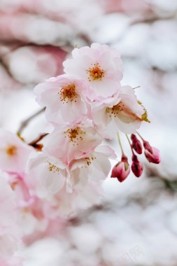 粉色樱花春天摄影摄影图片