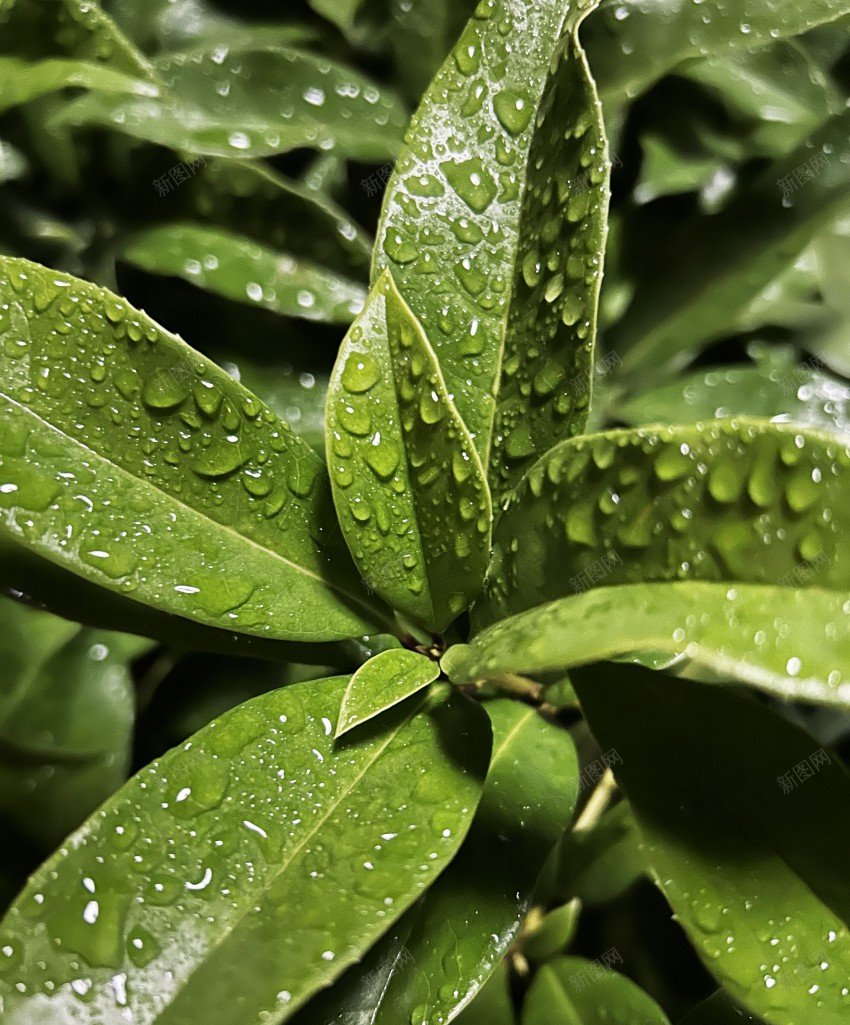 风景jpg_新图网 https://ixintu.com 植物 叶子 荷花 雨后 露水 荷塘