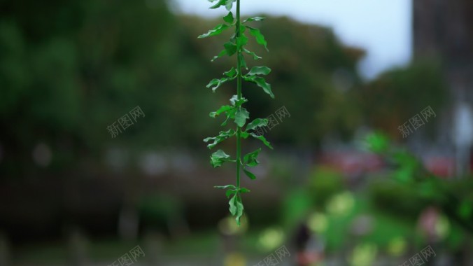 花木城asf摄影图片