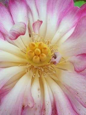 盛开的睡莲之心摄影图片