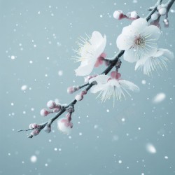 雪景素材冬日梅花插图高清图片
