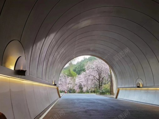 隧道中观樱花摄影图片