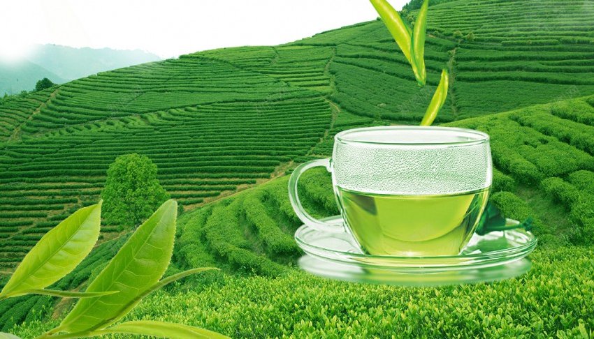 春茶上市简约海报psd_新图网 https://ixintu.com 上市 原创海报 新茶 春茶 海报 简约 绿色 茶 茶文化