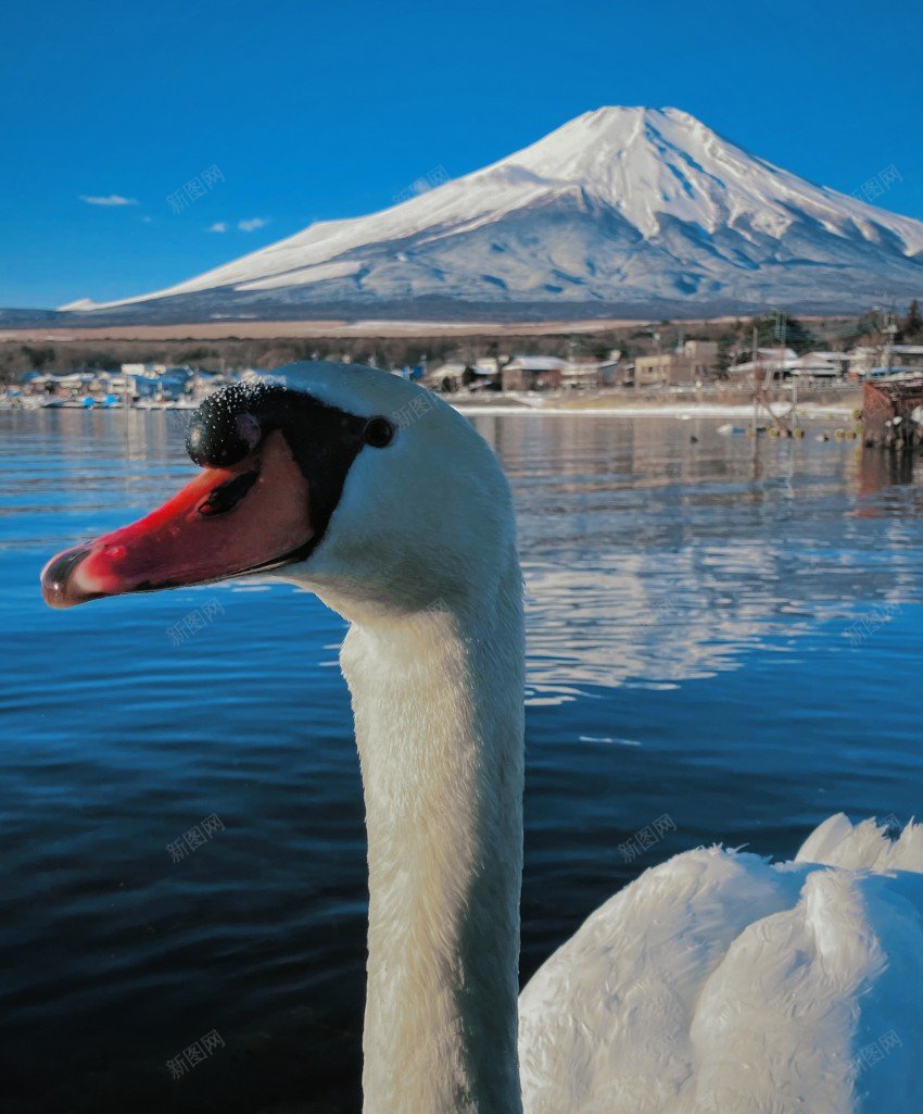 富士山下天鹅jpg_新图网 https://ixintu.com 富士山 天鹅 鸟 景色