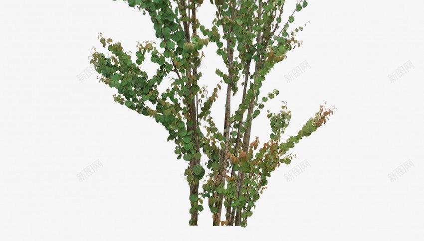 立面树绿色树木植物png免抠素材_新图网 https://ixintu.com psd植物立面 树叶 植物 稀疏 立面 素材