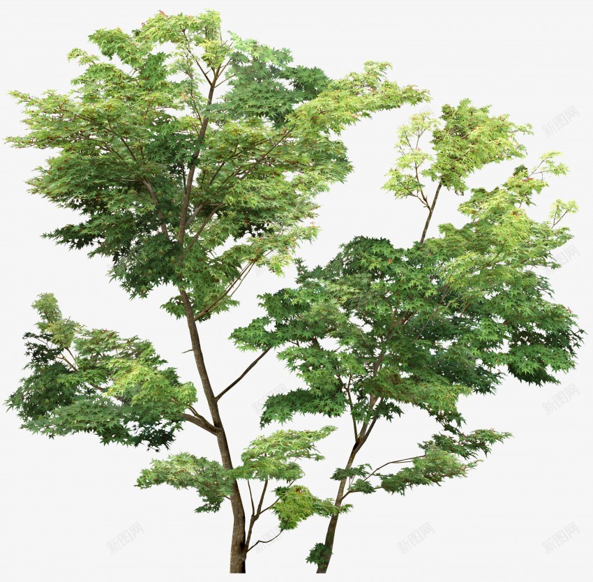 立面树绿色树木植物png免抠素材_新图网 https://ixintu.com psd植物立面 树叶 植物 稀疏 立面 素材