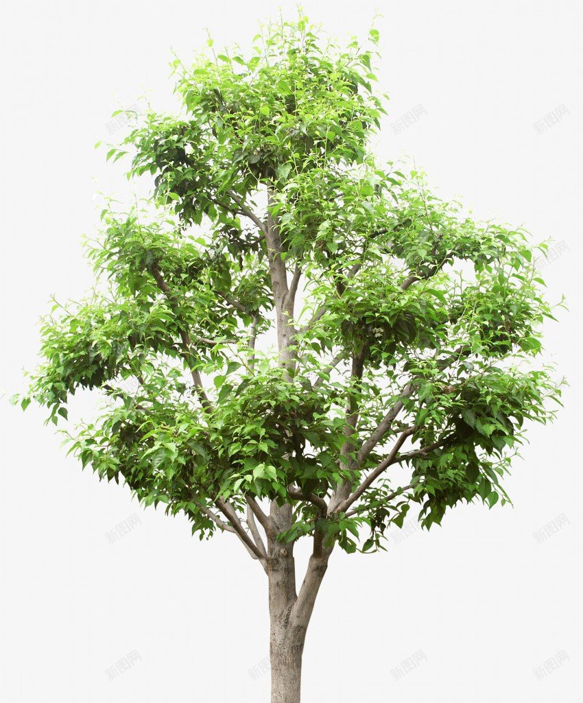 立面树绿色树木植物png免抠素材_新图网 https://ixintu.com psd植物立面 树叶 植物 稀疏 立面 素材