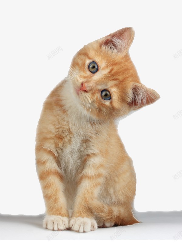 猫咪可爱png免抠素材_新图网 https://ixintu.com 宠物 萌宠 猫咪 可爱