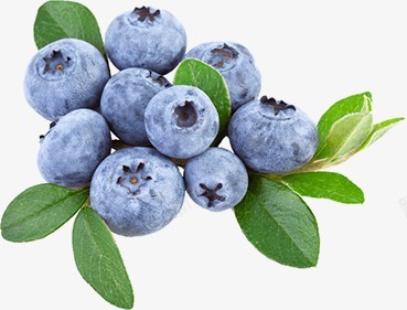 免扣蓝莓png免抠素材_新图网 https://ixintu.com 免扣 蓝莓 水果 礼盒装饰