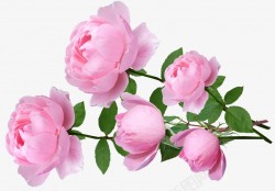 玫瑰花11高清图片