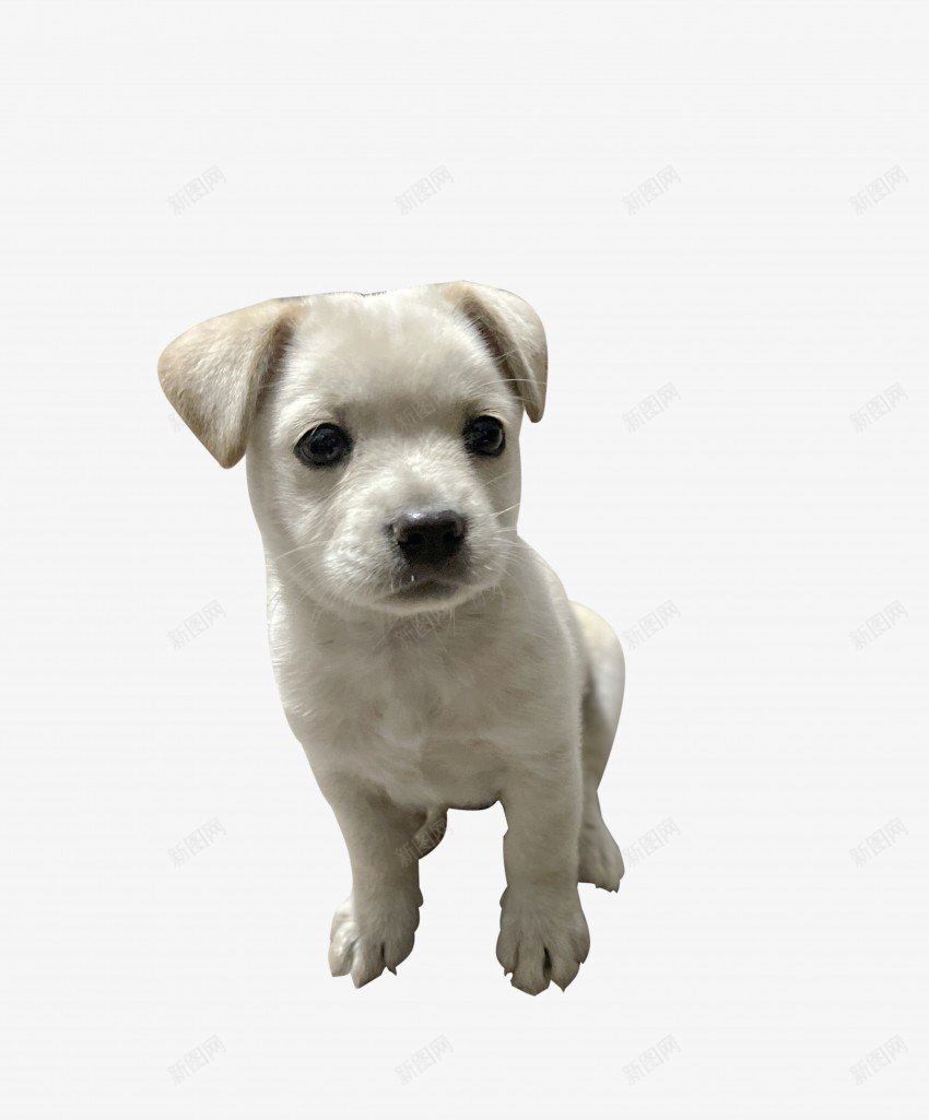 可爱小狗png免抠素材_新图网 https://ixintu.com 拉布拉多 幼犬 可爱 白色拉布拉多 小狗