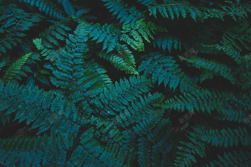 热带植物绿色植被叶子质感森系摄影质感底图jpg设计背景_新图网 https://ixintu.com 质感 热带 植物 绿色 植被 叶子 森系 摄影 底图