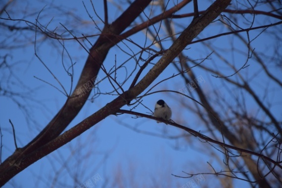 栖息的小鸟摄影图片