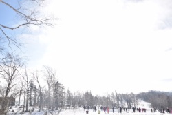 雪地里的树木雪地里的树木高清图片