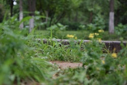 草丛地面地面植物草丛高清图片