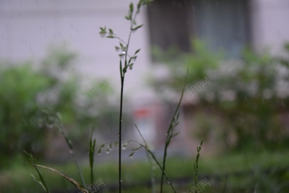 地面植物草丛摄影图片