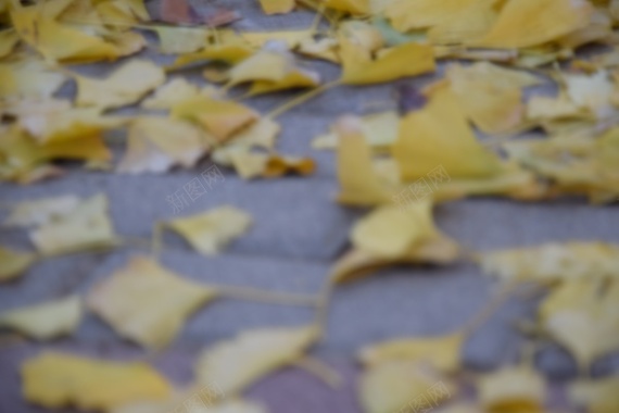 秋天落地的枫叶摄影图片