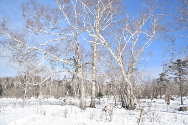 雪地里的树木jpg_新图网 https://ixintu.com 地面 天空 树木 白色 雪