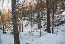 雪地里的树木雪地里的树木高清图片