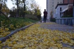 落在地面的枫叶秋天落地的枫叶高清图片