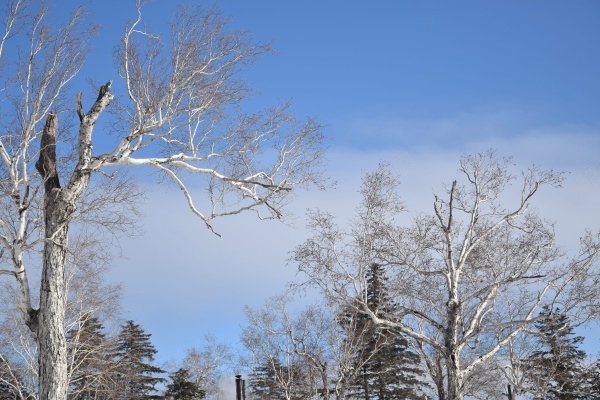 雪地里的树木jpg_新图网 https://ixintu.com 地面 天空 树木 白色 雪